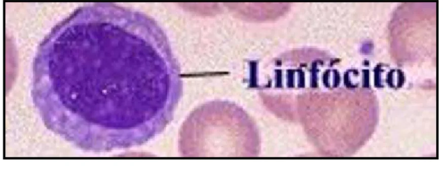 Figura 10.   Apresentação  do  glóbulo  branco  do  tipo  linfócito. 