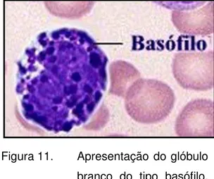 Figura 11.  Apresentação do glóbulo  branco  do  tipo  basófilo. 
