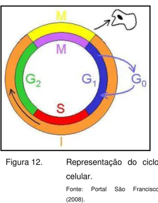 Figura 12.  Representação  do  ciclo  celular.  