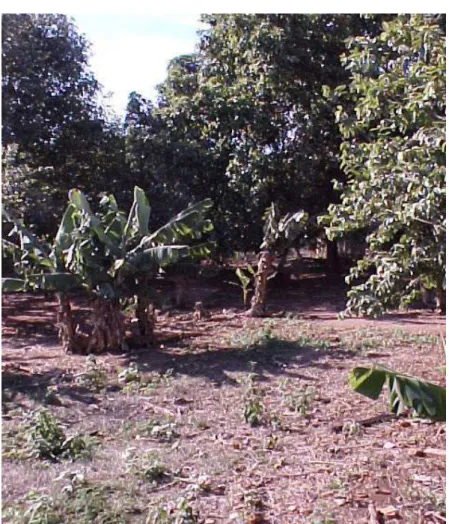 Figura 1 - Quintal com vegetação possuindo muitas frutíferas, situado na Rua  Maria Aparecido Bueno(MBA), município de Pirassununga 