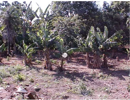 Figura  2  -  Quintal  com  vegetação  possuindo  muitas  bananeiras,  situado  na  Rua Maria Aparecido Bueno (MBA), município de Pirassununga 