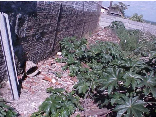 Figura  4  -Terreno  baldio  todo murado, com entulho originário de construção  civil,  possuindo  vegetação  rala,  situado  na  Rua  Martimiano  de  Souza-Cidade Jardim, município de Pirassununga 