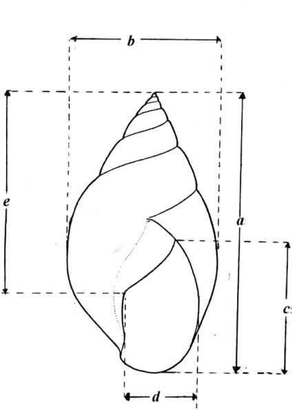 Figura 5 -  Biometria da concha de caracóis africanos, onde  a   é comprimento,  b  é o  diametro ou largura,  c é a altura da abertura,  d  é o diâmetro ou largura  da abertura,  e   é altura da columela   (PACHECO, 2005) 