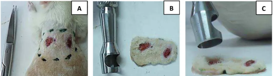 Figura   5   –   Biópsia   da   úlcera/cicatriz   de   cada   animal   para   análise                        
