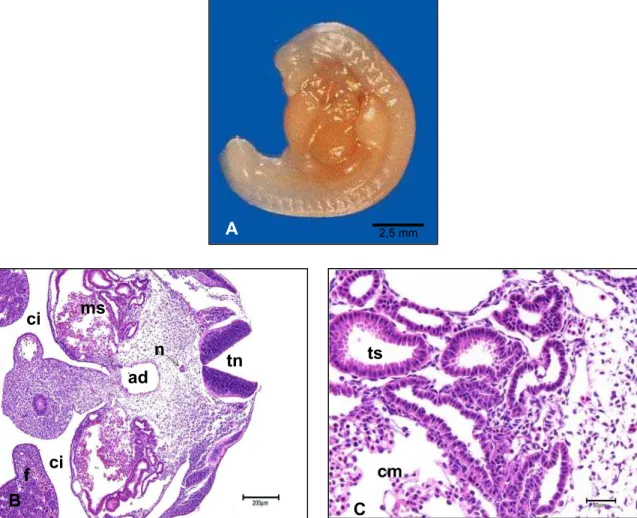 Figura 2 - Fotografia e fotomicrografias de embrião bovino, apresentando CR  8,3 mm e idade gestacional estimada de 18 e 19 dias (A) 