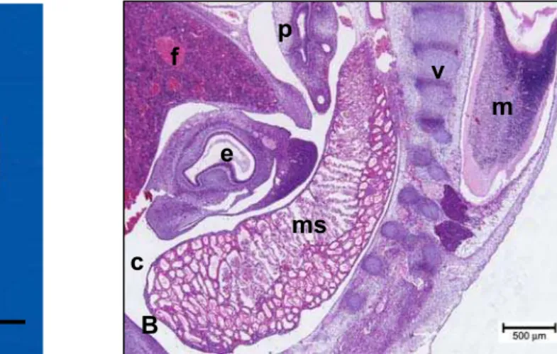 Figura 6 - Fotografia e fotomicrografia de embrião bovino, apresentando CR  16 mm e idade gestacional estimada de 30 e 31 dias 