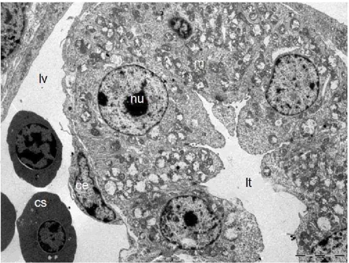Figura 10 - Eletromicrografia do túbulo contorcido distal do mesonefro de embrião  bovino medindo CR de 9,0 mm com idade gestacional estimada de 20 a  21 dias 