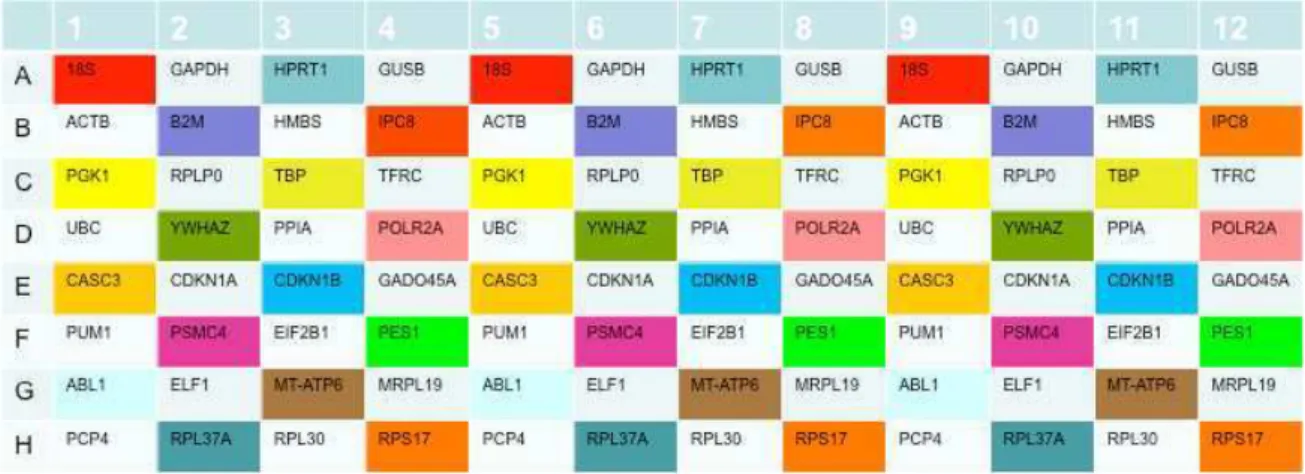 Figura 3 – Representação esquemática da placa TaqMan® Array Human Endogenous  Controls contendo 32 genes endógenos em triplicata