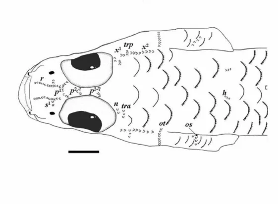 Fig. 11. Microphilypnus ternetzi Myers, 1927. Exemplar MZUSP 31176 ,vista dorsal da cabeça
