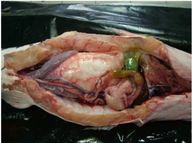 Figura 2 – Arranjo do trato digestório na cavidade celomática do pintado, mostrando  a localização dos órgãos componentes e sua sintopia
