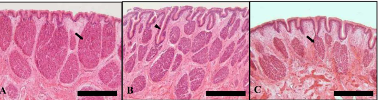 Figura 6 – Fotomicrografias do estômago de pintado ilustrando as suas diferentes regiões e a  distribuição de glândulas gástricas (seta) no epitélio