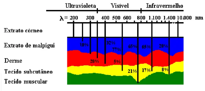 Figura  2  –   Representação  esquemática  de  um  corte  de  tecido  humano  e  o  percentual de penetração da luz de diferentes comprimentos de onda