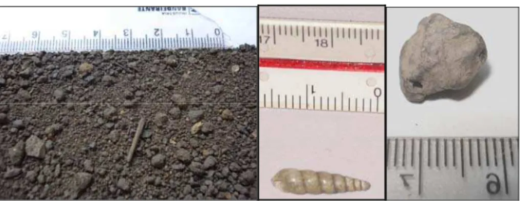 Foto 2.3 – Detalhe do solo orgânico, concha de gastrópode e pellets 