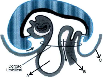 Figura 1 -   Formação do cordão umbilical. (A) Saco vitelino, (B) Pedículo  do embrião, (C) Âmnio  