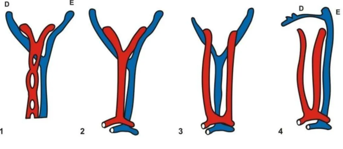 Figura 3 -   Desenvolvimento embriológico normal das artérias (vermelho) e  veias umbilicais (azul)  