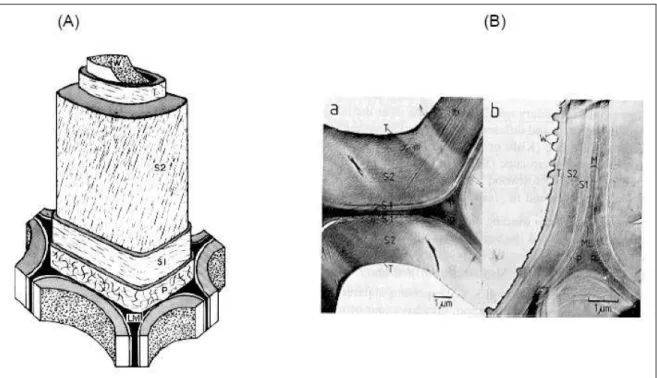 Figura 5 - Sistemas de camadas na parede celular da madeira. (A) Modelo da estrutura  da parede da madeira (SJÖSTRÖM, 1993) e (B) Microscopia eletrônica de transmissão  das células de madeira mostrando as camadas da parede celular