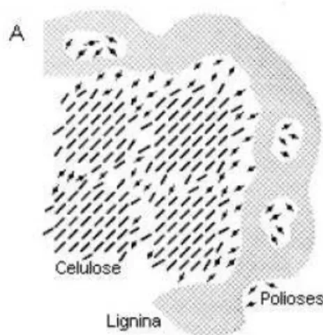 Figura 6 - Esquema da associação celulose-polioses-lignina na parede celular vegetal: 