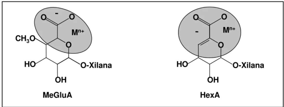 Figura 14 – Localização e ressonância dos elétrons nas moléculas de AHex e  MeGlcA  (COSTA e col