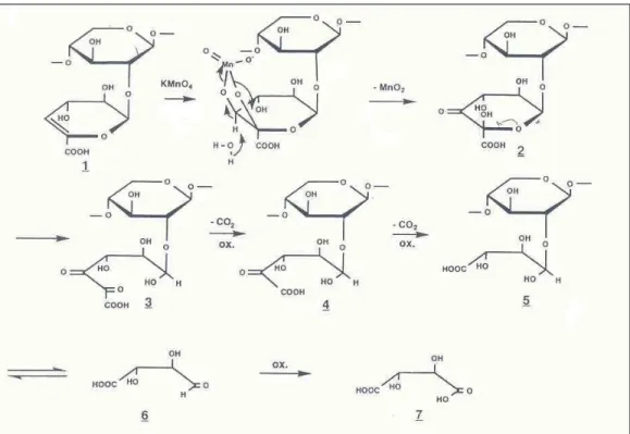 Figura  15  -  Oxidação  do  ácido  hexenurônico  por  permanganato  de  potássio  (GELLERSTEDT e LI, 1997)
