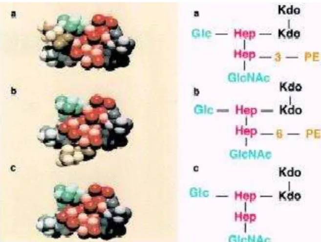 FIGURA 1. ESTRUTURA TRIDIMENSIONAL DO CORE INTERNO DO LOS. (a)  FOSFOETANOLAMINA (PE) NA POSIÇÃO 3, (b) FOSFOETANOLAMINA NA POSIÇÃO 6 