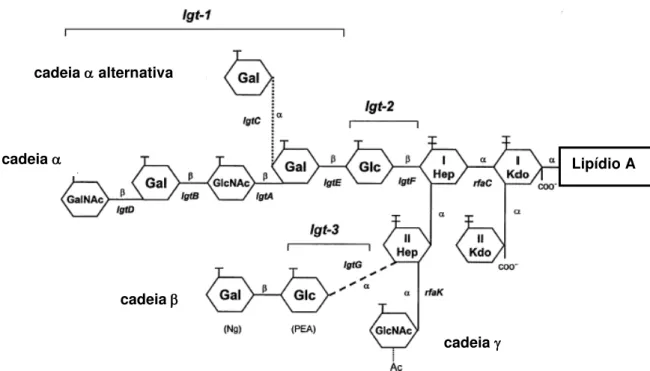 FIGURA 2. REPRESENTAÇÃO ESQUEMÁTICA DA ESTRUTURA DO LPS COM AS  RESPECTIVAS CADEIAS ,  E , E GENES ASSOCIADOS À TRANSFERÊNCIA DOS 