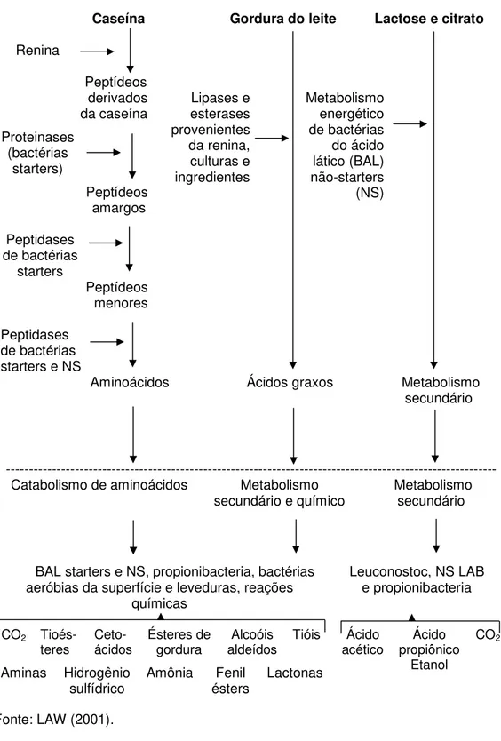 Figura 6 – Bioquímica básica da maturação de queijo. 