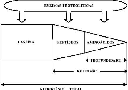 Figura  7  –  Representação  esquemática  dos  conceitos  de  extensão  e  profundidade da proteólise