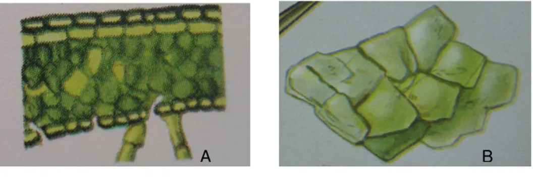Figura  14 –  Amostras-padrão  de  elemento histológico  vegetal. (A -  Secção  de uma folha; B - Células vegetais)