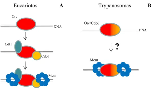 Figura 1.12:  Formação do complexo de pré-replicação em eucariotos e trypanosomas.  (A) Em  eucariotos um complexo formado por seis subunidades ORC 1-6, representado em  laranja, se liga à origem de replicação, recruta Cdc6 e Cdt1 que permitem a ligação do
