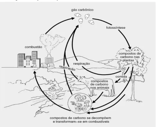 Figura 1:  Esquema simplificado do ciclo do carbono 