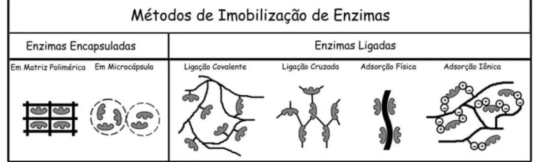 Figura 1.1: Métodos de imobilização de enzimas (Cardoso et al., 2009). 