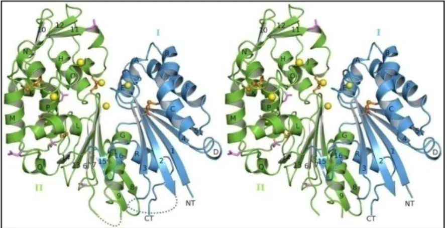 Figura 1.3: Estrutura cristalográfica da NTPDase-1 de Rato. A estrutura apresenta uma  associação  tetramérica  (dois  dímeros),  em  azul  monômeros  I  e  em  verde  monômeros  II  (Zebisch, Krauss, Schäfer, &amp; Sträter, 2012)