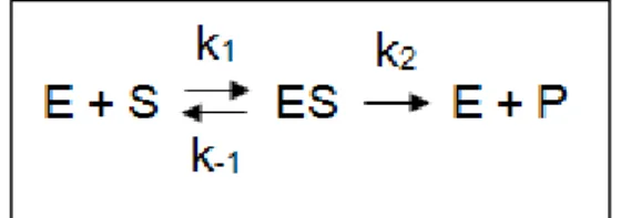 Figura  1.6:  Esquema  de  uma  reação  enzimática,  complexo  enzima-substrato  (ES)  e  formação de produto (P)