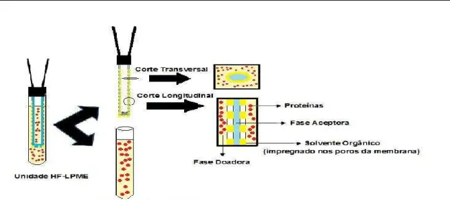 Figura 3. Princípio da microextração em fase líquida (LPME). 