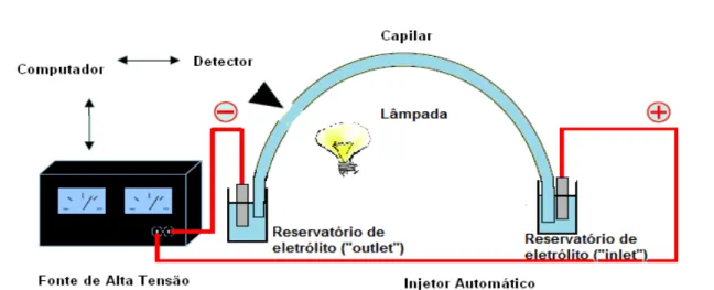 Figura  5.  Desenho  esquemático  dos  principais  componentes  do  sistema  de  eletroforese  capilar 