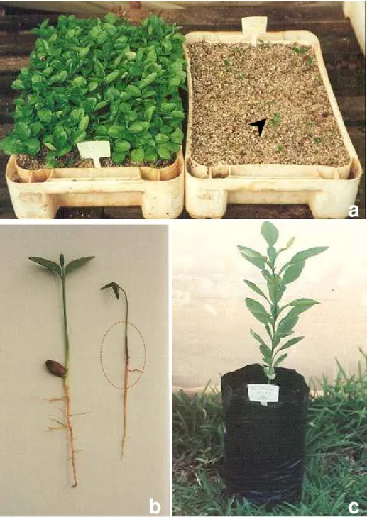 Figura 1  - Seleção de plantas de toranja tolerantes à  Phytophthora sp. a) Germinação  de sementes de uma variedade tolerante (à esquerda), e suscetível (à direita),  com poucas plantas sobreviventes (seta); b) Sintomas de podridão do colo  (indicado pelo