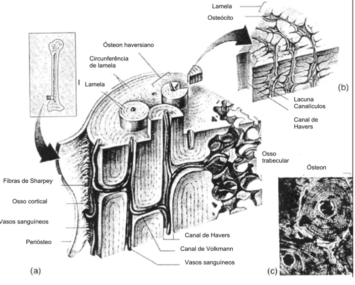 Figura 2 Detalhe microscópico de osso cortical. (a) esboço 3D de osso cortical, (b) corte de um  sistema de Havers, (c) fotomicrografia de um sistema de Havers