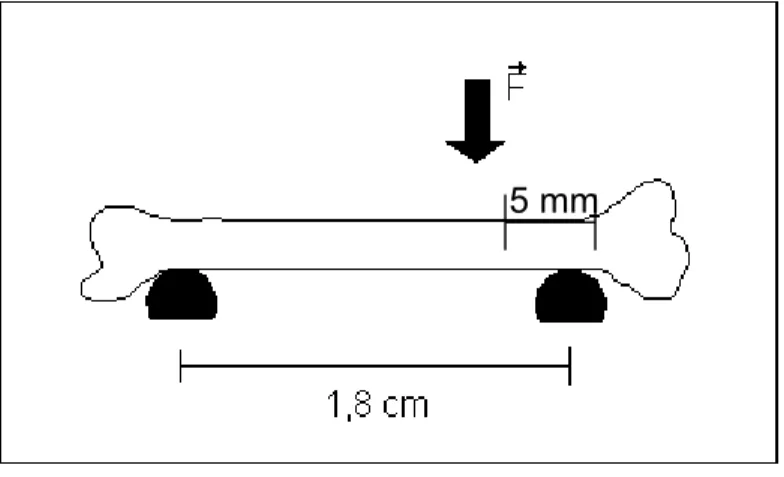 Figura 11 Detalhamento da aplicação da Força F no ensaio mecânico de fexão. 