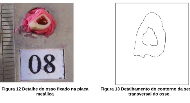 Figura 12 Detalhe do osso fixado na placa  metálica 