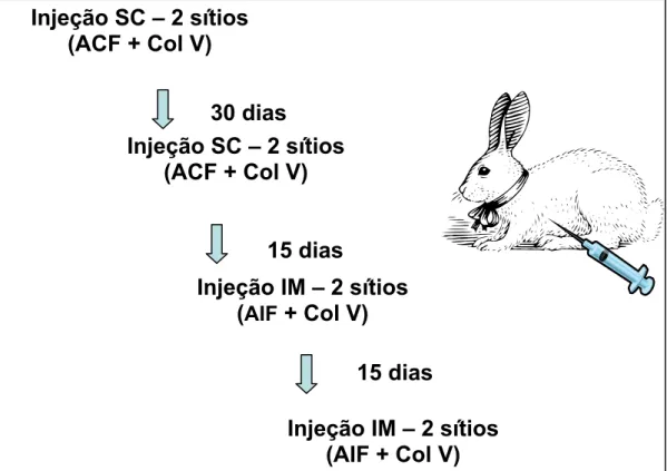FIGURA 6: Protocolo da imunização dos coelhos; SC:subcutâneo; IM: 