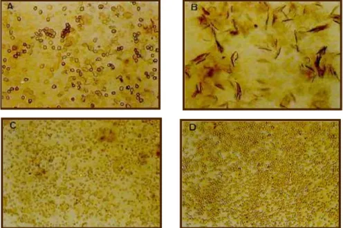 Figura  2-Fotomicrografia  de  esfregaço  vaginal  de  ratas  com  ciclos  regulares  de  4  dias