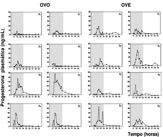 Fig.  9:  Perfil  individual  da  secreção  de  progesterona  de  ratas  ovariectomizadas  há  7  dias  e  submetidas à administração subcutânea  de óleo  de  milho (Grupo OVO) ou de  17 -estradiol (Grupo  OVE)  por  três  dias  consecutivos