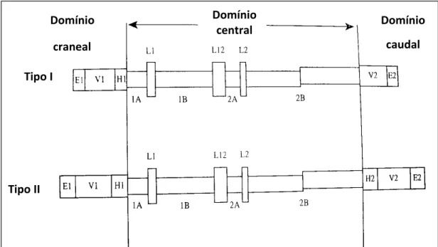 Figura 3 - Representação esquemática dos polipeptídeos de queratina (modificado  de Steinert e Roop, 1988; Smack et al