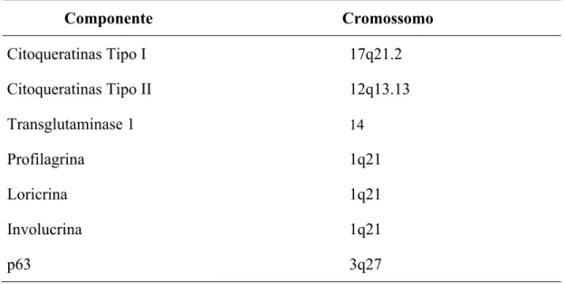 Tabela 2 - Localização cromossômica dos componentes estruturais dos  queratinócitos (Smack et al., 1994; Schweizer et al., 2006) 