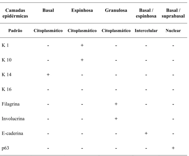 Tabela 3 - Padrão de expressão das citoqueratinas, E-caderina, filagrina, involucrina  e p63 na epiderme normal