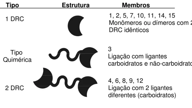 Figura  2.  Classificação  das  galectinas  em  relação  ao  DRC.  Representação  esquemática  da  divisão dos tipos de galectinas em relação ao DRC