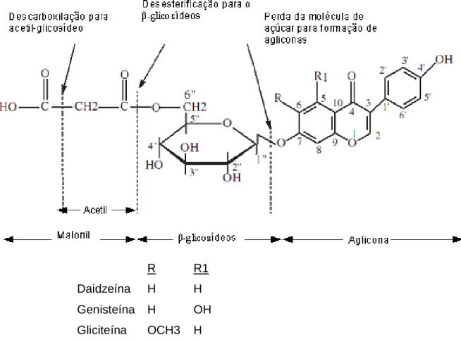 Figura 3. Estruturas químicas das isoflavonas e possíveis modificações por quebras nos  sítios  do  6˝-O-malonil-β-glicosídeo,  6˝-O-acetil-β-glicosídeo  e  conjugados  de   β-glicosídeos