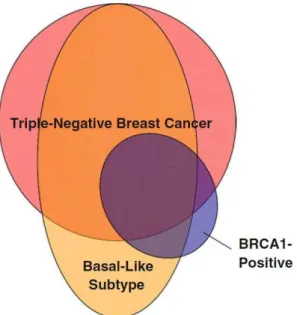 Figura  2  –   Imagem  esquemática  da  sobreposição  entre  tumores  triplo  negativos,  basal- basal-símile e BRCA1 positivos (Pal SK, Mortimer J