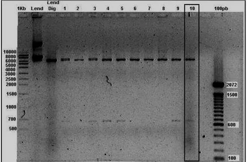 Figura 6: Análise de restrição de 10 clones do vetor pLend-IRES-SN em gel agarose  0.8%