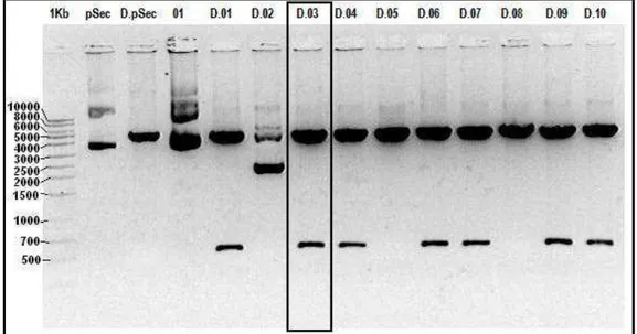 Figura  7:  Análise  de  restrição  de  10  clones  do  vetor  pSecTag-mIL2  em  gel  agarose  0.8%